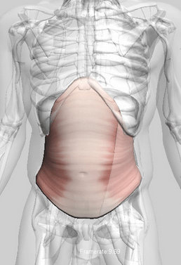 Transverso del abdomen