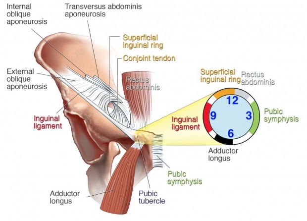 LA PUBALGIA EN EL DEPORTE