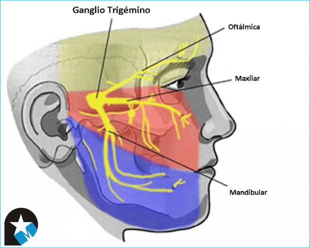 Nervio trigémino: Ramas, Recorrido, Anatomía y Función